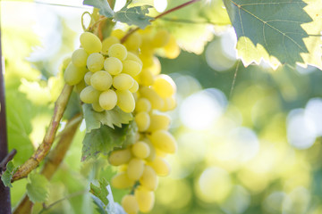 Ripe juicy white grapes on vine in the garden