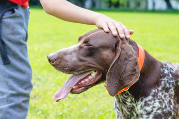 The boy stroked the head of a dog breed german shorthaired pointer_