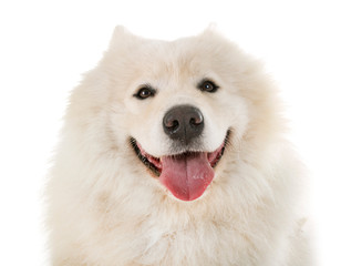 samoyed dog in studio