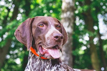 Dog breed  german shorthaired pointer with a lovely gaze , portrait of a dog close-up_