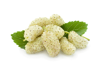 White mulberry with leaf