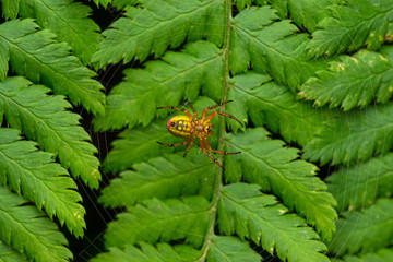 Small spider on the fern