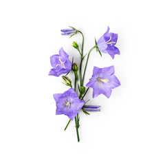 Blue campanula flowers, bellflowers bouquet