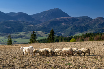 Herd of sheeps