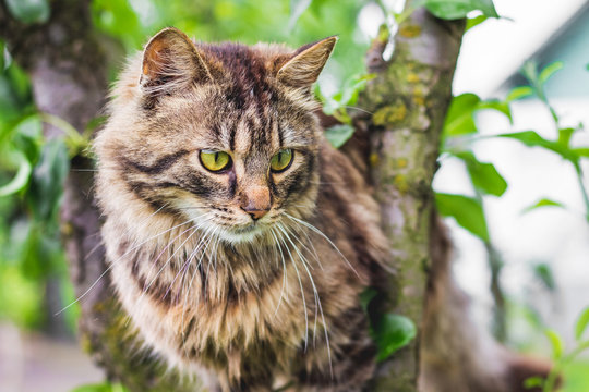 Fluffy striped cat on a tree in the middle of a green leaf. The cat climbs the tree_