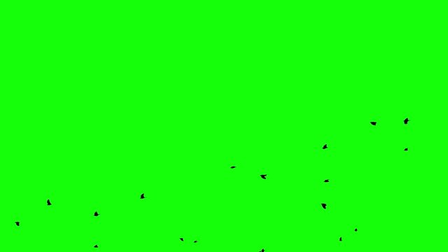 Flight of a black raven crow on a green background stin flow of the crowd Chromakey footge Clear in and out of Black birds appearing