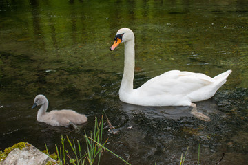 Mother swan with her cubs