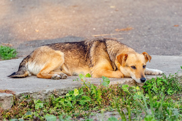 A brown little dog lays on the sidewalk among the greenery_