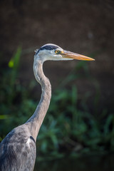Grey Heron portrait in Kruger National park, South Africa ; specie Ardea cinerea family of Ardeidae