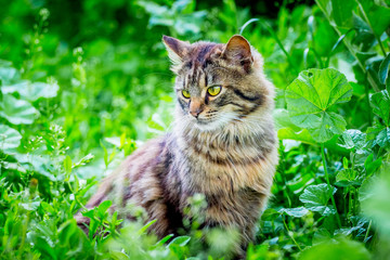 A fluffy striped cat sits on the grass and looks aside_