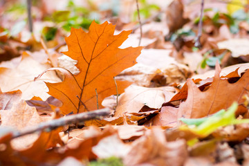 Orange dry maple leaves on the ground in sunny weather_