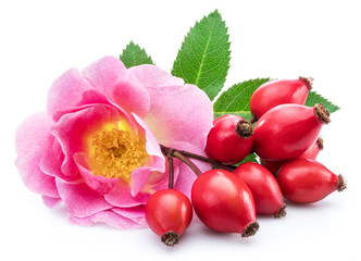 Rose-hips with rose flower isolated on a white background. - obrazy, fototapety, plakaty