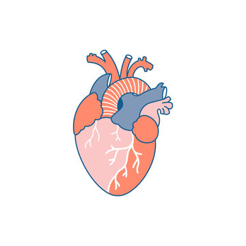 Anatomic heart illustration. Flat graphic. Vector illustration