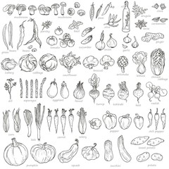 Big collection of hand-drawn vegetables and spices, vector illustration in vintage style.  - obrazy, fototapety, plakaty