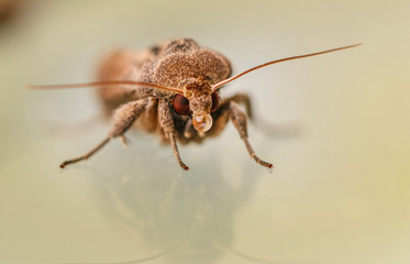 Nachtfalter Detail Portrait Schmetterling mit Spiegelung