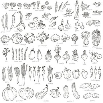 Big collection of hand-drawn vegetables and spices, vector illustration in vintage style. 