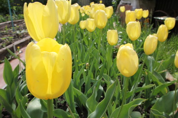 Obraz premium Many yellow tulips, close up