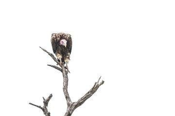 Lappet faced Vulture isolated in white background in Kruger National park, South Africa ; Specie  Torgos tracheliotos family of Accipitridae