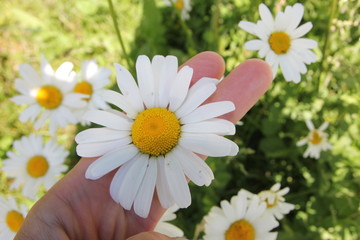 Daisy flower between your fingers, close up
