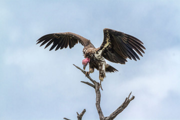 Lappet faced Vulture spread wings in Kruger National park, South Africa ; Specie  Torgos tracheliotos family of Accipitridae