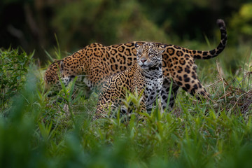 Wild jaguars mating in the nature habitat. Jaguars mating during the golden light. Wildlife scene with danger animals. Hot summer in Brasil. Pantanal area with beautiful jaguars, Panthera onca.