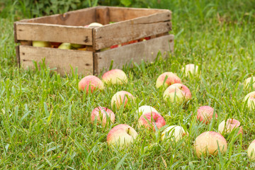 Red apples and old wooden box on green grass in the orchard.