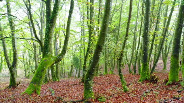Beechwood and fog. Zuya, Alava, Basque Country, Spain, Europe. 4K