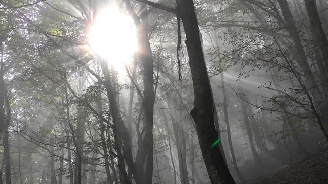 Beechwood and fog. Zuya, Alava, Basque Country, Spain, Europe. 4K