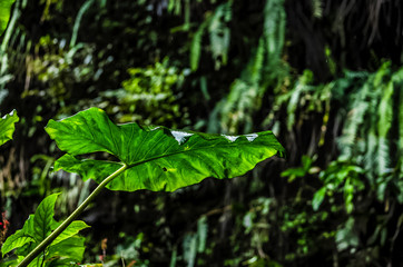 Feuille de Taro