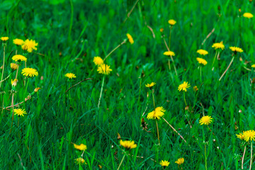 yellow flowers in the grass