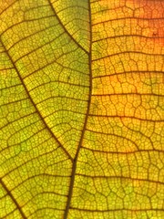 texture of a leaf