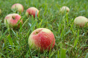Red apples on green grass in the orchard