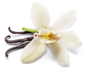 Fototapeta na wymiar Dried vanilla sticks and orchid vanilla flower isolated on white background.