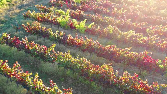 Vineyard in autumn aerial view. Ayegui, Navarre, Spain, Europe. 4K.