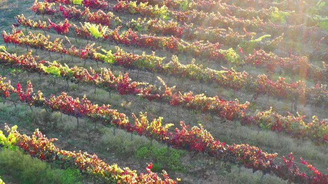 Vineyard in autumn aerial view. Ayegui, Navarre, Spain, Europe. 4K.