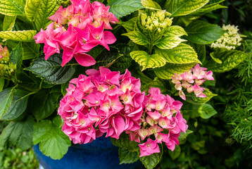 rote hortensie in einem blauen topf