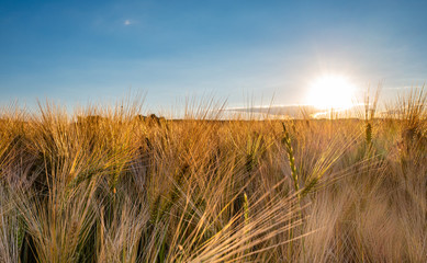 goldenes gerstenfeld im gegenlicht vor sonnenuntergang