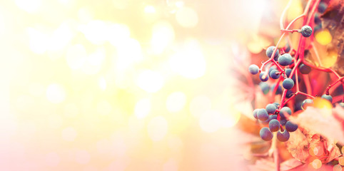 Autumn natural bokeh background with red leaves and blue berries, fall landscape, banner with place for text