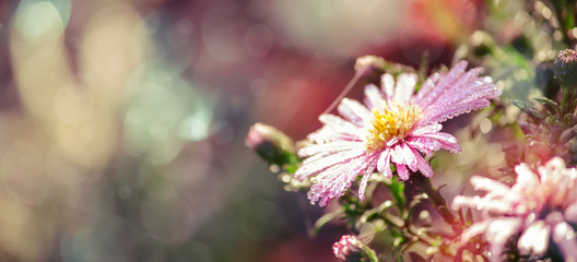 Autumn natural background with lilac chrysanthemum flower with dew drops, fall sunrise bokeh lights landscape, banner with place for text