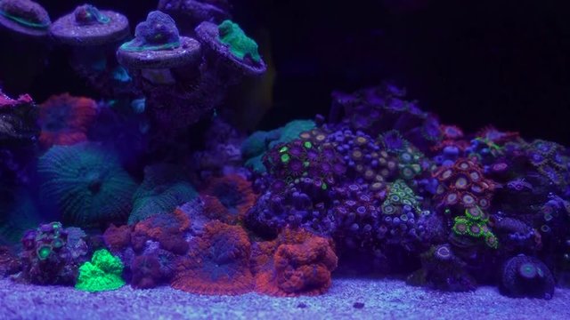 Zoanthus polyps in coral reef aquarium tank