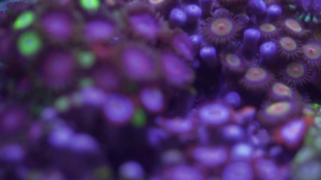Zoanthus polyps in coral reef aquarium tank