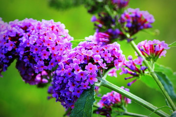 Obraz premium Booming butterfly bush, Buddleja davidii, butterflies sucking honey