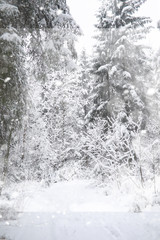 Winter landscape. Forest under the snow. Winter in the park.