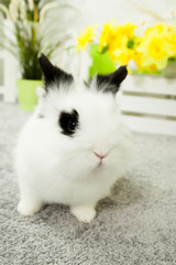 White rabbit with black ears, Children play with a rabbit