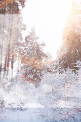 Winter landscape. Forest under the snow. Winter in the park.