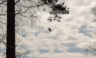 bird in the sky