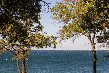 Fototapeta na wymiar landscape with tree on the coast of Black sea in summer