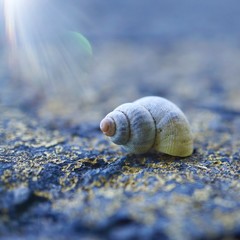 little snail in the nature