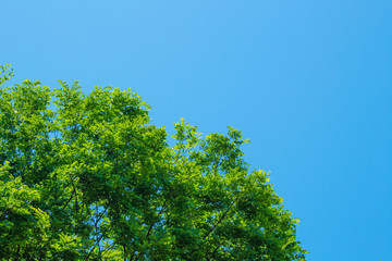 Fototapeta premium 木と青空