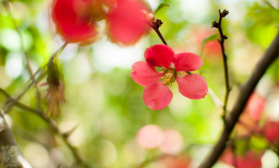 Fleur